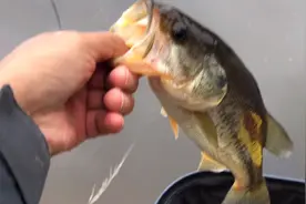 手竿库钓鲈鱼的最佳饵和正确的上饵方法，随时让你爆护视频封面