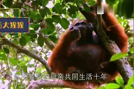 亚洲广阔大陆，红毛大猩猩视频封面