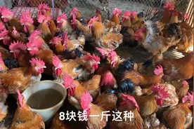 郴州最大的活禽批发市场，鸡公只要8元一斤，你知道在哪吗？视频封面