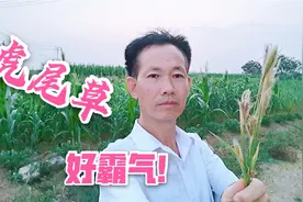 虎尾草，名字真霸气，快来了解一下吧