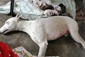 狗狗睡觉也做梦吗？在梦中边抽啼边叫，到底是咋回事？是做噩梦吗视频封面
