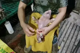 猪宝宝的顺产和产后护理，全程拍摄给你们看，看过瘾！视频封面