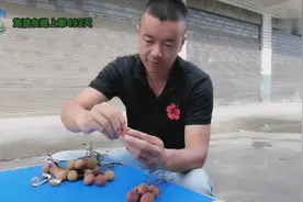 合江县荔枝主产区的荔枝真的不一样，黑籽特别小，大家来看对比视频封面