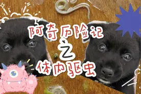 养宠物前需知！小狗拉出体内寄生虫 ，体内驱虫疫苗必不可少！视频封面