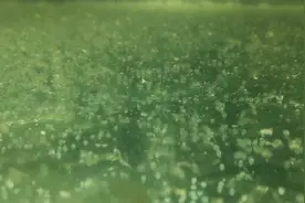 我的金鱼产卵了，记录一下孵化过程