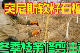 突尼斯软籽石榴树枝条修剪与注意事项视频封面