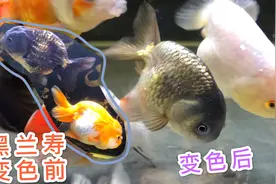 鱼缸养的黑兰寿变色，变色后像小鲫鱼，这是因为什么原因呢？
