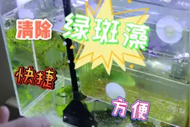 恼人的绿斑藻在鱼缸中顽固存在，工具鱼都置之不理，看我如何清视频封面