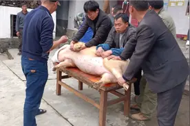 云南农村杀猪，300斤的大肥猪，5个人差点按不住，场面太精彩了！视频封面