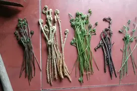 春季适合上山找蕨菜，这五种蕨菜千万不能食用，你踩雷了吗？视频封面