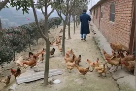 早上喂鸡，看看鸡舍外面的环境，寸草不生，各种树都是前几年栽的视频封面
