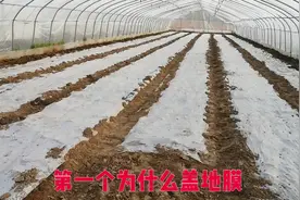 红薯育苗过程中怎么用好地膜？求围观！视频封面