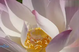 《Lotus(莲)》出自神秘园第五张专辑《Earth Songs》视频封面