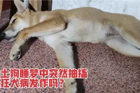小黄狗在睡梦中突然抽搐，似乎在奔跑，不会是狂犬病发作吧？视频封面