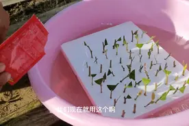 想要快速繁殖蓝莓没有方法？快来使用水培扦插蓝莓，方法简单视频封面