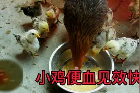 家里养鸡的注意了，简单1招治好小鸡便血，20年老方法无偿分享视频封面