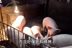 猪顽固性咳嗽，呼吸困难不好治？一针氨茶碱就能解决你的烦恼。视频封面