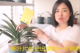 君子兰摆放位置很重要，方法对了叶片才能挺拔向上，分享一下视频封面