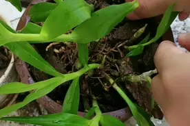 教你一招解决石斛叶子失水发蔫视频封面