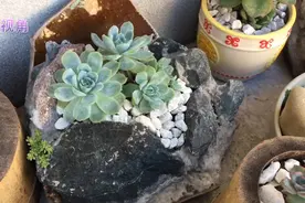 变废为宝花盆：碎石子用水泥一起制作花盆，种上多肉也可以很美视频封面