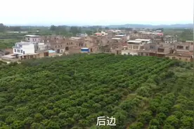 沃柑之乡武鸣某黄氏封土号30年未葬。视频封面