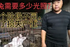公兔，母兔需要的光照不同，不懂的损失严重视频封面