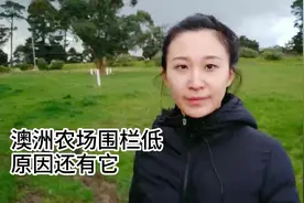 澳洲农场的矮围栏，还是因为它们！人类与动物和谐共存视频封面