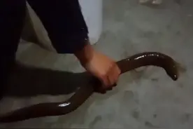 这是我见过最大的黄鳝！视频封面