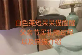 白色英短呆呆猫醒醒介绍以及父亲节买礼物过程，小曾vlog