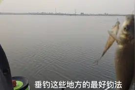冬季是垂钓大板鲫的黄金季节。在初冬怎样调好大板鲫？视频封面