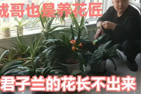 看成哥家的花草，君子兰一年开两次花，怎么能让花长出来头疼视频封面
