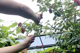 花艺DIY｜自制伴手礼花篮，不比花店的差视频封面