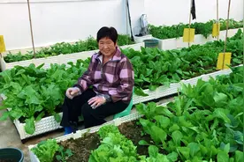 老井的楼顶田园记：用我的猫粪肥种植苦菊菜苗，肥效持久又有机！视频封面