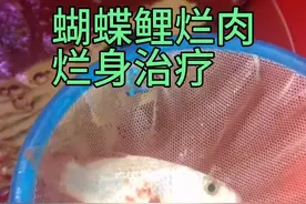 蝴蝶鲤烂身烂肉治疗