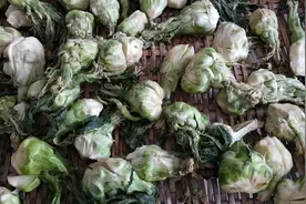湖北农家传统方法腌榨菜，清香四溢，下饭可口视频封面