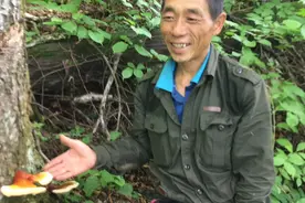 东北野生灵芝一千多，跑山一天上万全靠运气！不过今天跑空了！视频封面