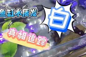 鱼缸水质有白雾状或者牛奶色是什么原因造成的？真相马上为您解开视频封面