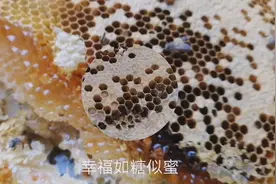 分蜂取蜜，蜂房漂亮，蜂蜜真甜！视频封面