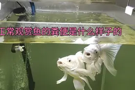 健康的观赏鱼粪便是这样的！看看您的鱼吧。