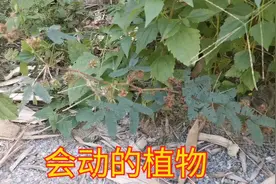 会动的植物含羞草，像女孩子一样害羞，含羞草快乐的童年你玩过吗视频封面