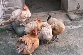 咯咯哒，咯咯哒！知道啥意思吗？农村小伙解密全网最打脸答案！视频封面