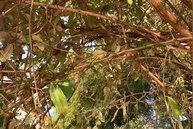 这种野生果子在四川农村随处可以见到，你们吃过吗？视频封面