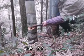专业砍竹30年的大叔传授砍竹子的技巧，这样砍安全又省力