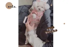 [苏打与汤圆] 找可爱的汤圆玩，给它洗澡🛁，一起来撸狗呀~视频封面
