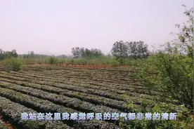 山东日照最出名的日照绿茶长什么样子呢？带大家看看原生态的场景视频封面