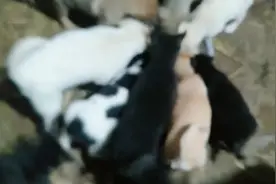 猪饲料喂狗也有十几天了目前没发现什么问题狗狗很爱吃