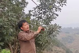 保证杨梅大树移植的成活率，这一步再心疼也不能少，看过就明白了视频封面