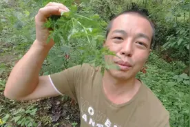 大山之中蒿草众多   青蒿   艾草  河蒿   茵陈蒿  它们如何辨别视频封面