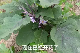 等我老了就过这样的生活，种种菜又一天，没有勾心斗角，尔虞我诈视频封面