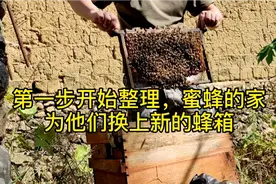 第一步，开始整理蜜蜂的家，为他们换上整洁，干净的蜂箱视频封面